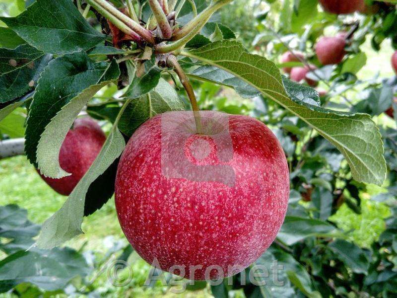 Jablana Julyred LONEC